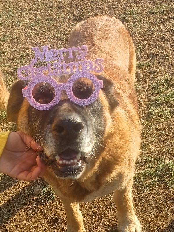 Tyson gigante dal carattere mite (nato intorno al 2014) Foto 7